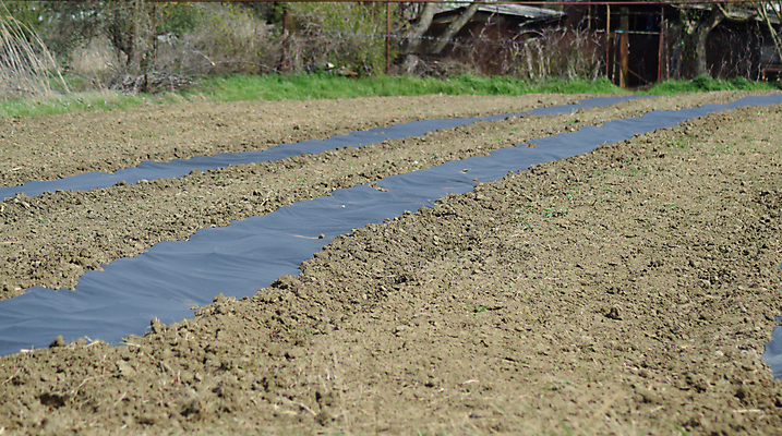 포토 JPG 해외이미지 밭 농업 수박 실내 씨앗 사람없음 야외 정원 검은색 흙 봄 침대 오픈 땅바닥 심기 온실 해외포토 식물 계절 산업 컬러 가구 과일 모션 바닥 내부 파일형식 이미지허브