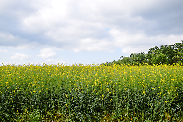 포토 JPG 해외이미지 구름 꽃 도로 길 백그라운드 밭 농업 자연 벽지 콩 씨앗 풍경 사람없음 초록색 여름 컬러풀 농장 농경지 노란색 평화 귀여움 맑음 봄 벚꽃 시골 신선 땅 유채 만족 밭일 평야 많음 해외포토 자연요소 식물 계절 감정 산업 컬러 컨셉 교통시설 날씨 곡류 생태계 파일형식 이미지허브