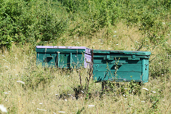 포토 JPG 해외이미지 나무 식물 전통 곤충 무지개 패턴 밭 농업 자연 주택 사람없음 야외 목재 초록색 여름 파란색 상자 컬러풀 농장 노란색 정원 시골 머리빗 업무 그리기 그룹 벌 꽃가루 꿀 벌집 내추럴 고립 밭일 식민지 양봉 옛날 줄서기 해외포토 자연요소 동물 계절 산업 컬러 무늬 재료 모션 건물 미용용품 작업 가루 생태계 파일형식 이미지허브