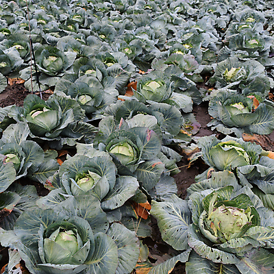 포토 JPG 해외이미지 식물 산업 지구 음식 백그라운드 잎 밭 농업 채소 자연 하늘 풍경 사람없음 야외 장식 초록색 여름 농작물 컬러풀 햇빛 뷰티 농장 농경지 정원 맑음 보라색 봄 성장 벚꽃 시골 신선 개화 큼 땅 유기농 양배추 먼지 내추럴 밭일 줄서기 채식주의자 세련 해외포토 웰빙 계절 꽃 컬러 모션 날씨 태양 크기 생태계 채식 파일형식 이미지허브