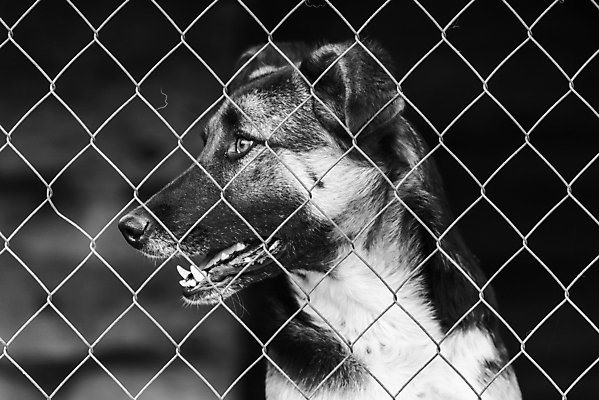 포토 JPG 해외이미지 동물 1 응시 얼굴 새끼 포유류 주택 털 자물쇠 사람없음 울타리 반려동물 머리 슬픔 기다림 구출 닫기 개 강아지 고독 가난 버리기 새장 망사 송곳니 노숙자 기르기 우울증 입양 혼자 해외포토 시선 감정 컨셉 모션 건물 신체부위 담장 직물 도움 치아 질병 돌봄 케이지 파일형식 이미지허브