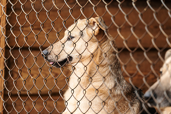 포토 JPG 해외이미지 동물 1 응시 얼굴 새끼 포유류 주택 털 자물쇠 사람없음 울타리 반려동물 머리 슬픔 기다림 구출 닫기 개 강아지 고독 보호 가난 버리기 새장 망사 송곳니 노숙자 기르기 우울증 입양 혼자 해외포토 시선 감정 컨셉 모션 건물 신체부위 담장 직물 도움 치아 질병 돌봄 케이지 파일형식 이미지허브