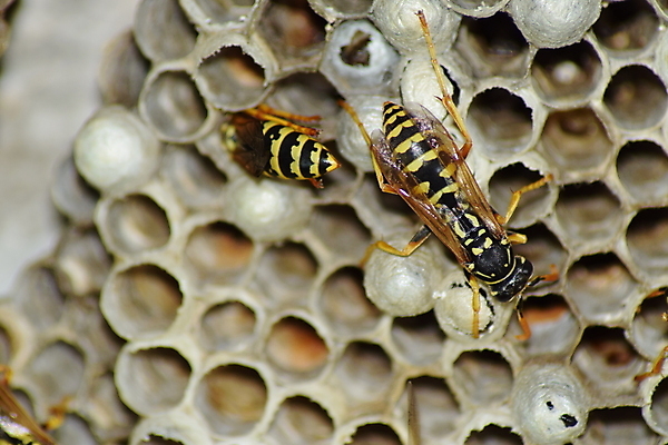 포토 JPG 해외이미지 동물 야생동물 곤충 절지류 자연 골격 세포 사람없음 야외 노란색 계란 검은색 줄무늬 재킷 독약 둥지 말벌 위험 자르기 육식동물 육각형 꿀 찌르기 벌집 식민지 해외포토 도형 컬러 컨셉 무늬 모션 알 외투 벌_곤충 생태계 파일형식 이미지허브