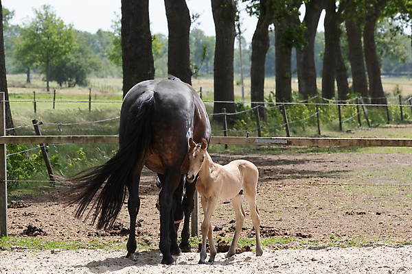 포토 JPG 해외이미지 전신 동물 행복 모래 포즈 이동 2 모션 자연 놀이 엄마 함께함 사람없음 야외 옆모습 여름 태양 농장 갈색 노란색 머리 힘 목장 자유 시골 신생아 신용카드 손목시계 크림 망아지 부스 방목장 해외포토 자연요소 계절 감정 새끼 뷰포인트 시계 컬러 컨셉 농업 장신구 가족 신체부위 금융 아기 말_동물 생태계 파일형식 이미지허브