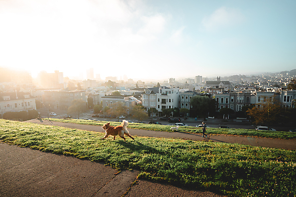 포토 JPG 해외이미지 동물 공원 공 놀이 사람없음 반려동물 달리기 기차 도시 개 골든리트리버 캘리포니아 시티라이프 샌프란시스코 해외포토 라이프스타일 공공시설 육상교통 포유류 모션 대중교통 미국 리트리버 파일형식 이미지허브