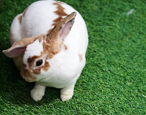 포토 JPG 해외이미지 동물 1 야생동물 백그라운드 포유류 자연 부활절 털 사람없음 초록색 여름 반려동물 농장 정원 봄 흰색 아기 토끼 설치류 작음 모피 귀 솜털 해외포토 계절 기념일 컬러 농업 사람 신체부위 크기 생태계 파일형식 이미지허브