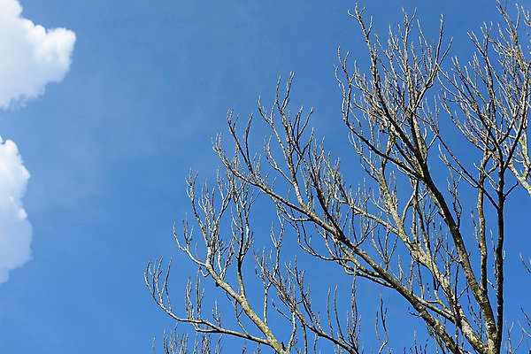 포토 JPG 해외이미지 나무 식물 계절 실루엣 백그라운드 자연 하늘 건조 사람없음 야외 목재 파란색 뷰티 갈색 환경 검은색 활발 나뭇가지 죽음 숲 질감 반대 내추럴 고립 벌거벗은 해외포토 컬러 컨셉 재료 촬영기법 생태계 파일형식 이미지허브
