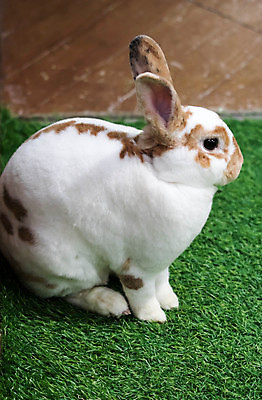 포토 JPG 해외이미지 동물 1 야생동물 백그라운드 포유류 자연 부활절 털 사람없음 초록색 반려동물 농장 정원 봄 흰색 아기 토끼 설치류 작음 모피 귀 솜털 해외포토 계절 기념일 컬러 농업 사람 신체부위 크기 생태계 파일형식 이미지허브