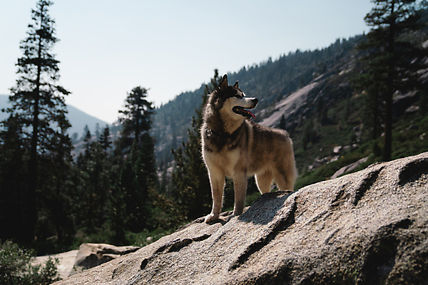 포토 JPG 해외이미지 동물 새끼 산 경비 사람없음 탐험 개 강아지 숲 해외포토 포유류 안전 반려동물 보호 파일형식 이미지허브