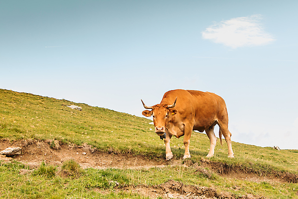 포토 JPG 해외이미지 나무 동물 공원 유럽 여행 백그라운드 밭 농업 포유류 자연 하늘 산 사람없음 야외 초록색 물 강 농장 농경지 갈색 환경 계곡 소고기 프랑스 흰색 시골 소 스페인 방목 먹기 알프스 내추럴 밭일 해외포토 자연요소 식물 공공시설 나라 산업 컬러 모션 육류 축산업 생태계 파일형식 이미지허브