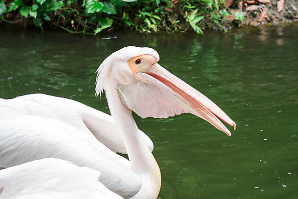 포토 JPG 해외이미지 동물 호수 야생동물 백그라운드 가족 아프리카 자연 조류 사람없음 야외 가로 초록색 물 여름 파란색 계곡 흰색 균열 큼 펠리컨 깃털 부리 동쪽 내추럴 동물상 해외포토 자연요소 계절 나라 컬러 관계 모션 조형물 크기 방향 생태계 파일형식 이미지허브