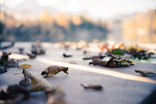 포토 JPG 해외이미지 나무 라이프스타일 잎 하늘 사람없음 야외 물 컬러풀 햇빛 저녁 은퇴 보케 리빙 연금 카피스페이스 해외포토 자연요소 식물 컬러 생활 태양 공백 야간 파일형식 이미지허브