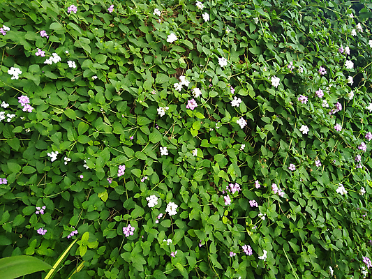 포토 JPG 해외이미지 식물 계절 공원 꽃 백그라운드 잎 꽃무늬 밭 자연 잔디 사람없음 초록색 뷰티 정원 봄 카펫 들꽃 벚꽃 흰색 신선 개화 민들레 질감 냄새 내추럴 해외포토 공공시설 컬러 무늬 농업 생태계 파일형식 이미지허브