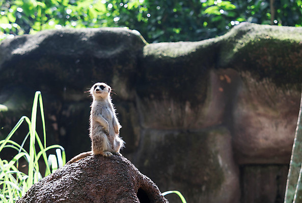 포토 JPG 해외이미지 동물 응시 얼굴 야생동물 포유류 아프리카 자연 생물 털 동물원 서기 경비 사람없음 갈색 사막 황무지 작음 손목시계 경보 미어캣 해외포토 시선 나라 시계 컬러 장신구 모션 안전 신체부위 보호 크기 생태계 파일형식 이미지허브