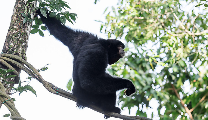포토 JPG 해외이미지 나무 동물 공원 아시아 얼굴 야생동물 백그라운드 포유류 자연 털 동양인 사람없음 야외 초록색 환경 검은색 원숭이 숲 멸종 유인원 동물상 해외포토 식물 공공시설 나라 컬러 인종 신체부위 조형물 생태계 파일형식 이미지허브