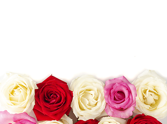 포토 JPG 해외이미지 식물 기념일 꽃잎 꽃 분홍색 꽃다발 결혼 백그라운드 꽃무늬 자연 결혼식 남편 발렌타인데이 선물 사랑 사람없음 장식 빨간색 뷰티 장미 보라색 봄 벚꽃 흰색 인사 카피스페이스 해외포토 계절 감정 컬러 무늬 데이이벤트 이벤트 공백 예절 생태계 파일형식 이미지허브