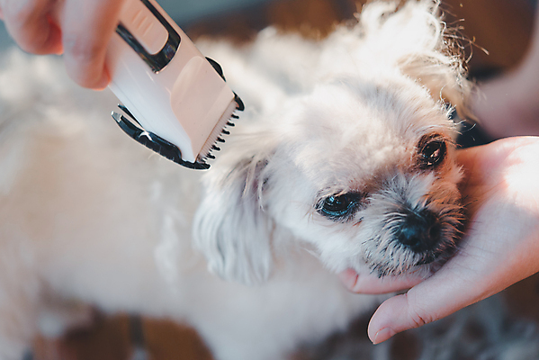포토 JPG 해외이미지 한마리 손 응시 털 실내 들기 아웃포커스 신체부위 귀여움 강아지 바리깡 애견미용 애견미용사 나무배경 믹스견 해외포토 1 시선 백그라운드 컨셉 모션 촬영기법 사람 내부 반려동물 뷰티 개 미용사 파일형식 이미지허브