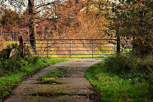 포토 JPG 해외이미지 나무 계절 도로 길 잎 농업 자연 그림자 사람없음 야외 햇빛 농장 시골 대문 해외포토 식물 산업 교통시설 태양 문 생태계 파일형식 이미지허브