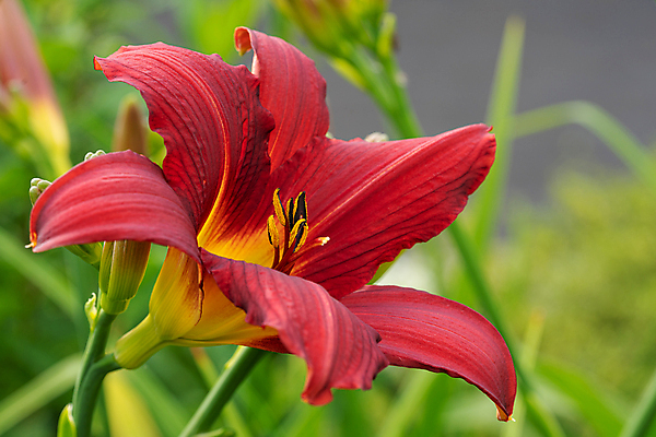 포토 JPG 해외이미지 식물 계절 꽃잎 꽃 꽃무늬 자연 사람없음 야외 빨간색 환경 정원 봄 성장 벚꽃 신선 개화 닫기 생태계 원예 화단 내추럴 영원 해외포토 컬러 무늬 모션 취미 파일형식 이미지허브