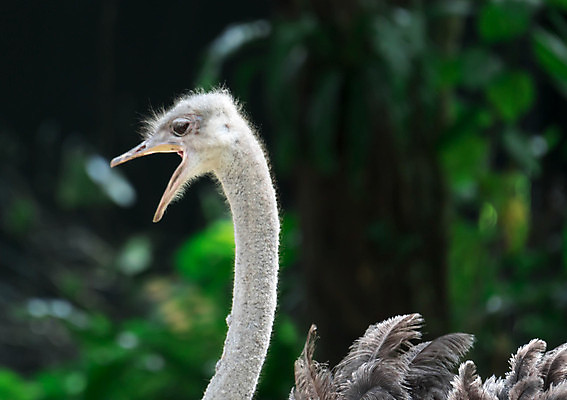 포토 JPG 해외이미지 동물 응시 시선 공원 여자 남자 얼굴 야생동물 백그라운드 아프리카 자연 조류 동물원 사람없음 야외 파란색 농장 머리 흰색 관찰 입 닫기 큼 사파리 깃털 호기심 부리 목 타조 동물상 해외포토 공공시설 감정 나라 컬러 컨셉 농업 모션 사람 신체부위 조형물 크기 생태계 파일형식 이미지허브