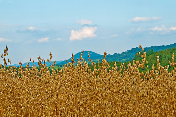 포토 JPG 해외이미지 음식 밭 농업 다이어트 재료 하늘 산 옥수수 사람없음 파란색 바 낟알 시리얼 언덕 뮤즐리 귀리 해외포토 산업 컬러 곡류 건강 파일형식 이미지허브