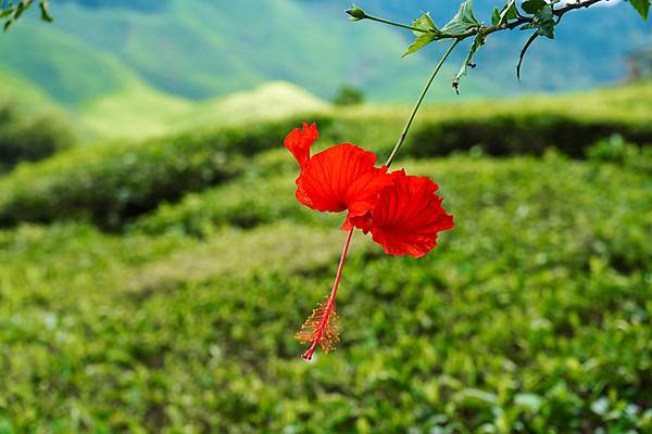 포토 JPG 해외이미지 주간 자연 사람없음 야외 빨간색 연두색 나뭇가지 히비스커스 해외포토 자연요소 나무 꽃 컬러 초록색 생태계 파일형식 이미지허브