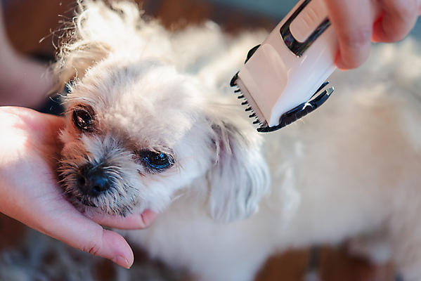 포토 JPG 해외이미지 한마리 손 응시 털 실내 들기 아웃포커스 신체부위 귀여움 강아지 바리깡 애견미용 애견미용사 나무배경 믹스견 해외포토 1 시선 백그라운드 컨셉 모션 촬영기법 사람 내부 반려동물 뷰티 개 미용사 파일형식 이미지허브