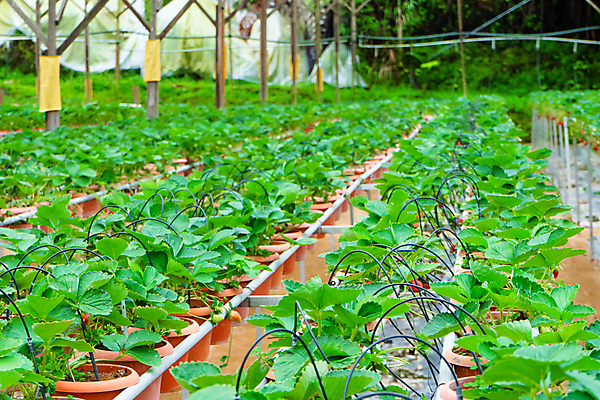 포토 JPG 해외이미지 식물 계절 열매 음식 백그라운드 잎 밭 농업 과일 자연 딸기 건강 사람없음 야외 빨간색 초록색 여름 농작물 농장 농경지 정원 수확 성장 시골 신선 달콤 맛 냄비 농부 유기농 원예 내추럴 밭일 숙성 온실 줄서기 해외포토 직업 웰빙 산업 컬러 컨셉 모션 취미 솥 생태계 파일형식 이미지허브