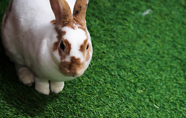 포토 JPG 해외이미지 동물 1 야생동물 백그라운드 포유류 자연 부활절 털 사람없음 초록색 여름 반려동물 농장 정원 봄 흰색 아기 토끼 설치류 작음 모피 귀 솜털 해외포토 계절 기념일 컬러 농업 사람 신체부위 크기 생태계 파일형식 이미지허브