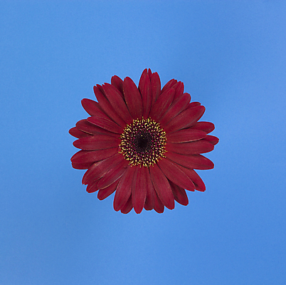 포토 JPG 해외이미지 식물 꽃잎 꽃 꽃무늬 자연 사람없음 빨간색 파란색 컬러풀 뷰티 검은색 봄 젖음 벚꽃 자주색 데이지 파란배경 청록색 거베라 내추럴 고립 해외포토 계절 컬러 백그라운드 무늬 생태계 파일형식 이미지허브