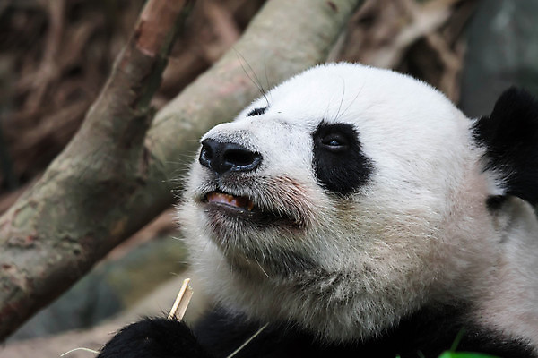 포토 JPG 해외이미지 나무 동물 공원 아시아 야생동물 여행 잎 곰 포유류 자연 털 동물원 종류 동양인 사람없음 검은색 중국 흰색 황무지 숲 큼 판다 먹기 배고픔 대나무 멸종 서식지 동쪽 거인 특별함 해외포토 식물 공공시설 나라 컬러 컨셉 모션 인종 크기 방향 생태계 파일형식 이미지허브