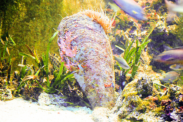 포토 JPG 해외이미지 야생동물 바다 조개 사람없음 지중해 해외포토 동물 어패류 파일형식 이미지허브