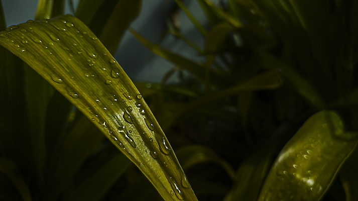 포토 JPG 해외이미지 식물 잎 자연 아침 날씨 건강 사람없음 장식 초록색 물 빛 반사 환경 정원 화목 봄 활발 거품 젖음 성장 물방울 신선 액체 떨어짐 이슬 빗방울 순수 질감 양발 여의주 해외포토 주간 자연요소 계절 컬러 컨셉 비_날씨 생태계 파일형식 이미지허브