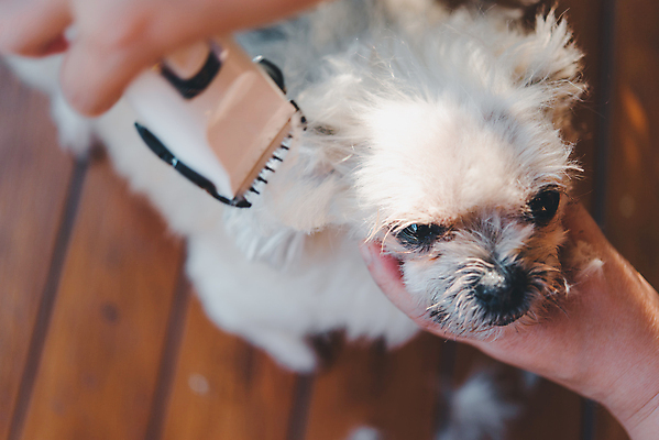 포토 JPG 해외이미지 한마리 손 응시 털 실내 들기 아웃포커스 신체부위 귀여움 강아지 바리깡 애견미용 애견미용사 나무배경 믹스견 해외포토 1 시선 백그라운드 컨셉 모션 촬영기법 사람 내부 반려동물 뷰티 개 미용사 파일형식 이미지허브