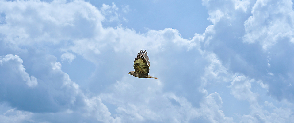 포토 JPG 해외이미지 주간 동물 배너 야생동물 백그라운드 날개 자연 벽지 조류 하늘 파노라마 사람없음 야외 파란색 컬러풀 갈색 펼침 자유 먹이 깃털 부리 육식동물 사냥꾼 내추럴 고립 동물상 비명 생태학 웅장함 해외포토 자연요소 직업 교육 컬러 컨셉 모션 촬영기법 조형물 생태계 파일형식 이미지허브