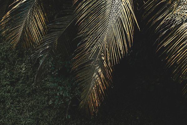 포토 JPG 해외이미지 나무 식물 백그라운드 잎 패턴 자연 손바닥 사람없음 초록색 빛 동물상 해외포토 손 컬러 무늬 조형물 생태계 파일형식 이미지허브