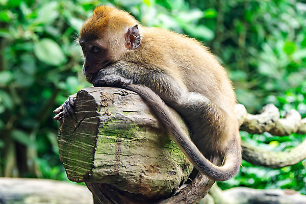 포토 JPG 해외이미지 동물 공원 아시아 야생동물 어린이 과일 포유류 자연 앉기 사람없음 옆모습 귀여움 시골 원숭이 도시 땅 먹기 소중 유인원 몽환 해외포토 공공시설 나라 뷰포인트 컨셉 모션 사람 생태계 파일형식 이미지허브