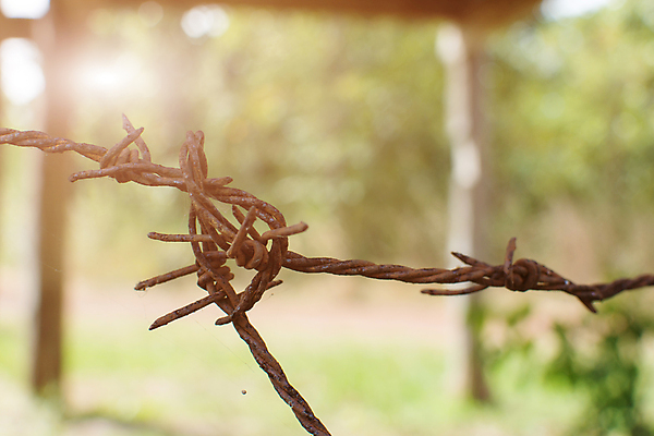 포토 JPG 해외이미지 모양 선 백그라운드 패턴 하늘 사람없음 야외 초록색 여름 햇빛 농장 우주 금속 맑음 닫기 보호 철 심볼 부식 질감 전쟁 보안 날카로움 철사 지역 철조망 옛날 철강 해외포토 계절 컬러 컨셉 무늬 농업 모션 재질 날씨 안전 태양 파일형식 이미지허브