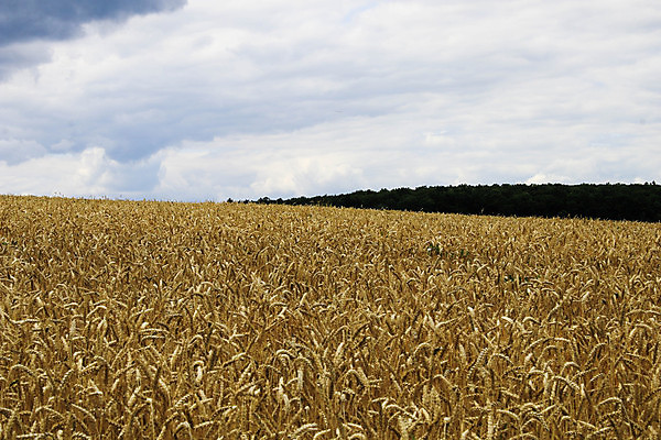 포토 JPG 해외이미지 식물 음식 빵 줄기 백그라운드 밭 농업 자연 하늘 건조 옥수수 미술 씨앗 사람없음 야외 가로 파란색 농작물 햇빛 태양 뷰티 농장 노란색 일출 맑음 황혼 일몰 수확 성장 시골 황금 저녁 낟알 시리얼 밀 보리 귀 밀짚 숙성 호밀 수평선 해외포토 자연요소 산업 컬러 날씨 문화예술 곡류 신체부위 노을 짚 야간 생태계 파일형식 이미지허브