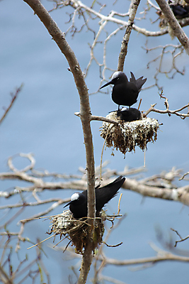 포토 JPG 해외이미지 나무 동물 야생동물 바다 섬 날개 자연 조류 하늘 사람없음 물 여름 파란색 환경 검은색 흰색 나뭇가지 남아메리카 둥지 라틴아메리카 브라질 대서양 내추럴 해외포토 자연요소 식물 계절 컬러 아메리카 생태계 파일형식 이미지허브