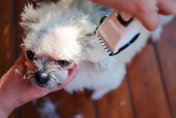 포토 JPG 해외이미지 한마리 손 응시 털 실내 들기 아웃포커스 신체부위 귀여움 강아지 바리깡 애견미용 애견미용사 나무배경 믹스견 해외포토 1 시선 백그라운드 컨셉 모션 촬영기법 사람 내부 반려동물 뷰티 개 미용사 파일형식 이미지허브