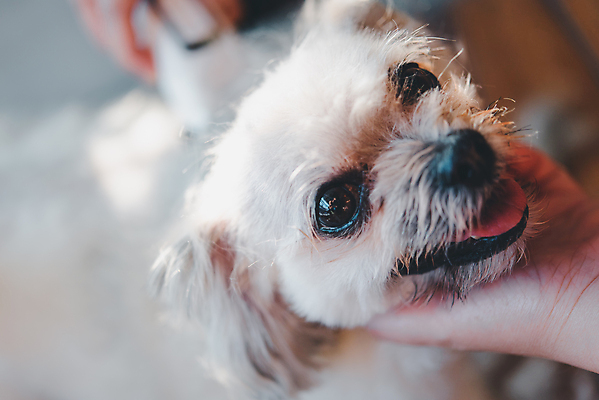 포토 JPG 해외이미지 한마리 손 응시 털 실내 들기 아웃포커스 신체부위 귀여움 강아지 바리깡 애견미용 애견미용사 믹스견 해외포토 1 시선 컨셉 모션 촬영기법 사람 내부 반려동물 뷰티 개 미용사 파일형식 이미지허브