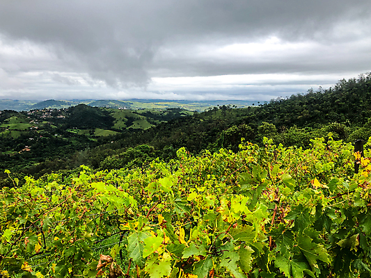 포토 JPG 해외이미지 나무 식물 음료 음식 여행 잎 밭 농업 과일 자연 하늘 포도 산 파노라마 사람없음 초록색 농장 와인 계곡 수확 안개 시골 오스트리아 언덕 포도밭 포도나무 브라질 남쪽 숙성 양조장 토스카나 세련 해외포토 유럽 산업 컬러 날씨 주류 촬영기법 이탈리아 남아메리카 과일나무 방향 생태계 파일형식 이미지허브