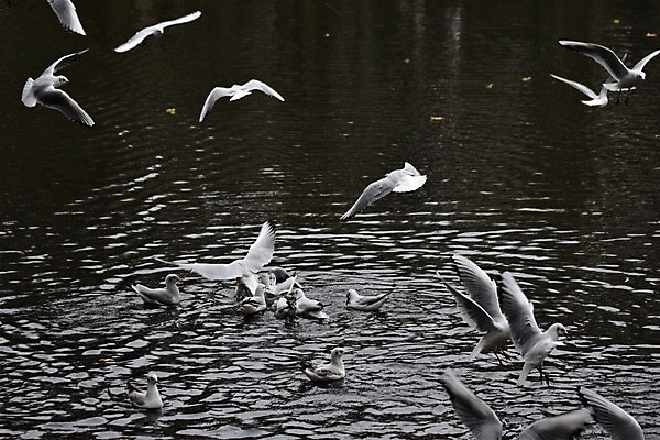 포토 JPG 해외이미지 동물 공원 호수 여유 바다 백그라운드 갈매기 조류 휴식 서기 앉기 사람없음 야외 뒷모습 물 반사 머리 수영 회색 깃털 이륙 착륙 해외포토 자연요소 공공시설 감정 뷰포인트 컬러 컨셉 모션 신체부위 수상스포츠 파일형식 이미지허브