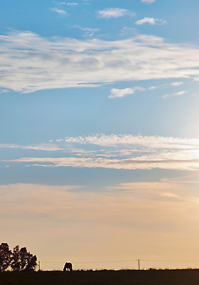 포토 JPG 해외이미지 동물 실루엣 오렌지 하늘 휴식 파노라마 사람없음 야외 햇빛 침묵 일몰 자유 시골 황무지 우아함 로마 찰과상 혼자 해외포토 컨셉 과일 촬영기법 태양 노을 소리 이탈리아 상처 파일형식 이미지허브