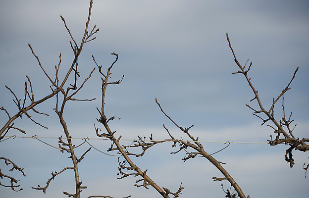 포토 JPG 해외이미지 나무 식물 음식 농업 과일 건강 종류 사람없음 경제 농작물 농장 다양 나뭇가지 신선 과수원 자르기 원예 승진 돌봄 밭일 원예사 해외포토 직업 산업 다수 모션 취미 파일형식 이미지허브