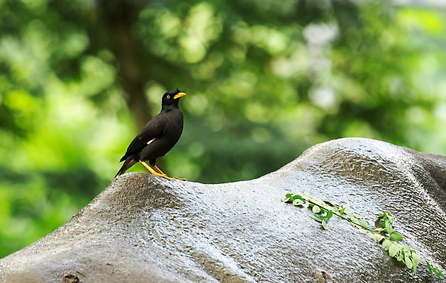 포토 JPG 해외이미지 동물 공원 야생동물 여행 백그라운드 포유류 아프리카 자연 조류 사랑 풍경 사람없음 야외 초록색 갈색 흰색 황무지 작음 사파리 코뿔소 남쪽 내추럴 전국 해외포토 공공시설 감정 나라 컬러 크기 방향 생태계 파일형식 이미지허브