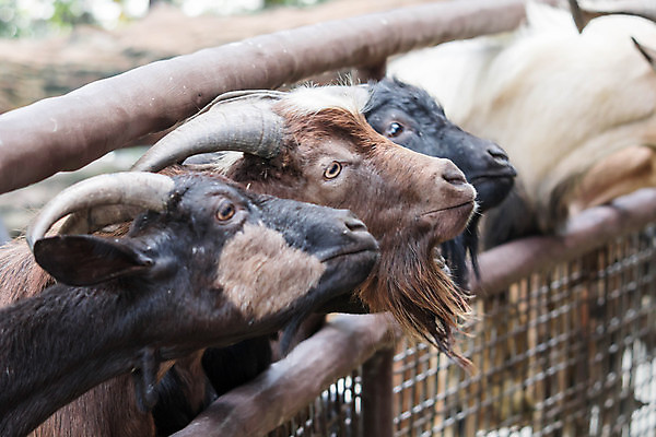 포토 JPG 해외이미지 동물 응시 행복 얼굴 야생동물 백그라운드 밭 농업 포유류 자연 염소 사람없음 야외 초록색 농장 갈색 머리 흰색 시골 양 방목 먹기 밭일 해외포토 시선 감정 산업 컬러 모션 신체부위 축산업 생태계 파일형식 이미지허브