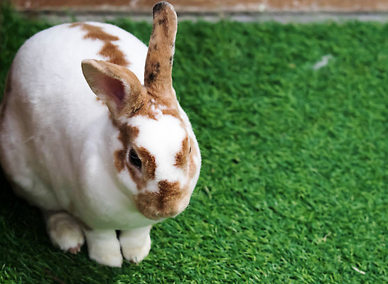 포토 JPG 해외이미지 동물 1 야생동물 백그라운드 포유류 자연 부활절 털 사람없음 초록색 반려동물 농장 정원 봄 흰색 아기 토끼 설치류 작음 모피 귀 솜털 해외포토 계절 기념일 컬러 농업 사람 신체부위 크기 생태계 파일형식 이미지허브