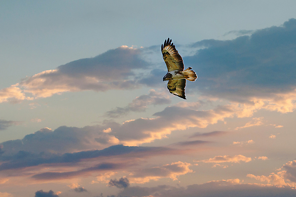 포토 JPG 해외이미지 주간 동물 야생동물 백그라운드 날개 자연 벽지 조류 하늘 사람없음 야외 파란색 컬러풀 갈색 펼침 자유 보호 먹이 깃털 사냥 부리 육식동물 사냥꾼 내추럴 고립 동물상 비명 생태학 웅장함 해외포토 자연요소 직업 교육 컬러 컨셉 모션 조형물 생태계 파일형식 이미지허브
